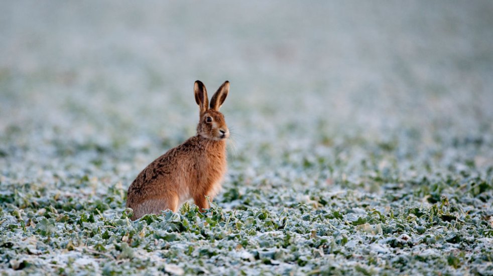 Hare in winter 